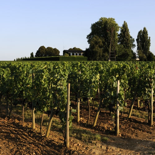 Chateau Hosanna 凱歌酒莊 紅酒推介 買紅酒 頂級紅酒 買紅酒 Red Wine 法國名莊酒 紅酒推薦 Fine Wine Asia 香港買酒網 酒鋪 上網買酒 紅酒價格 紅酒推介