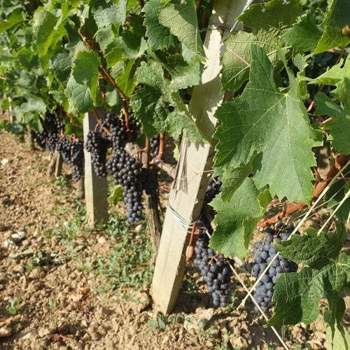 Chateau Troplong Mondot 卓龍夢特 買紅酒 Red Wine 紅酒推薦 紅酒推介 頂級紅酒 Fine Wine Asia 法國名莊酒 france red wine Wine Searcher 上網買酒 紅酒價格 紅酒推介 紅酒訂購 紅酒送貨