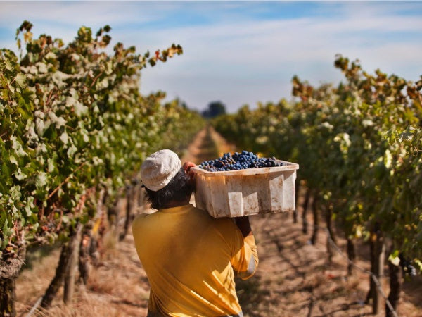 【遊酒世界】3個智利必試名莊頂級佳釀