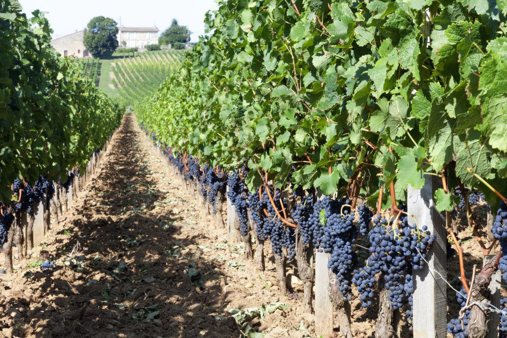 買紅酒 Red Wine, Fine Wine Asia, 法國名莊酒, france red wine, 波爾多1855, 波爾多, Bordeaux Wines, 香港買酒網, 酒鋪, 上網買酒, 紅酒價格, 紅酒推介, 紅酒訂購, 紅酒送貨
