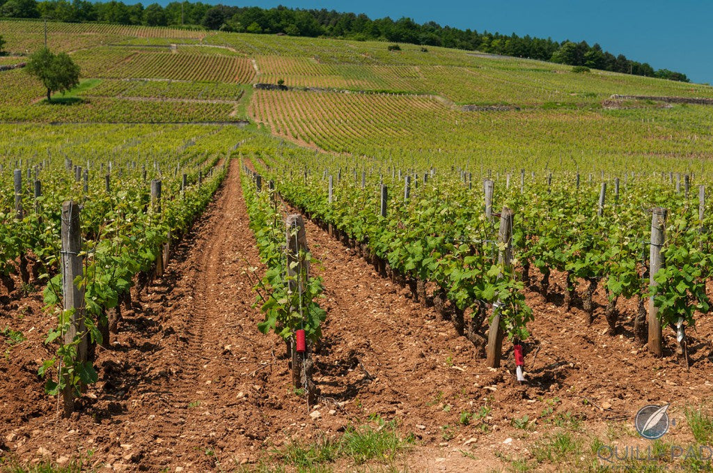 Romanee-Conti, 羅曼尼康帝, 買紅酒, Red Wine, Fine Wine Asia, 法國名莊酒, france red wine, Wine Searcher, 紅酒推介, 頂級紅酒, 紅酒送貨